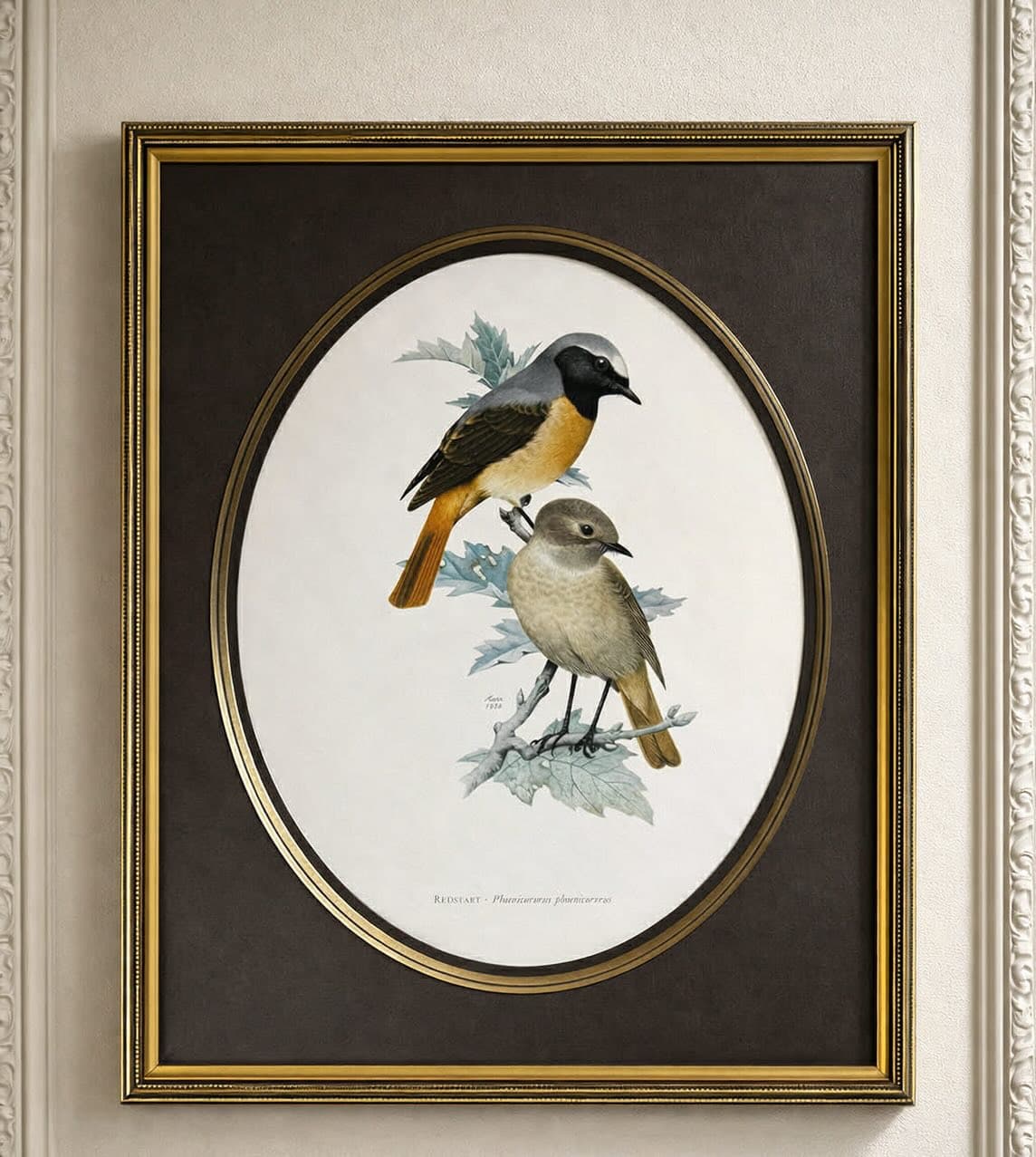 Ornithological illustration print